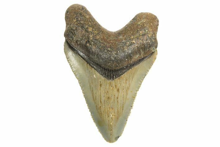 Serrated, Juvenile Megalodon Tooth - North Carolina #340970